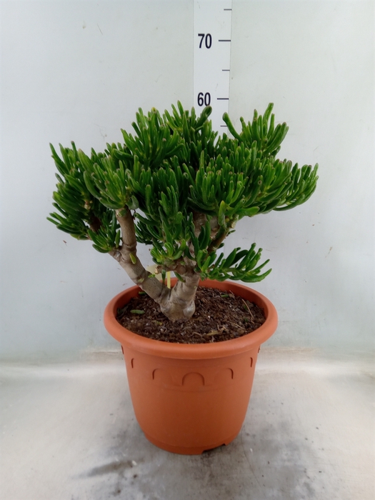 <h4>Crassula ovata 'Horn Tree'</h4>