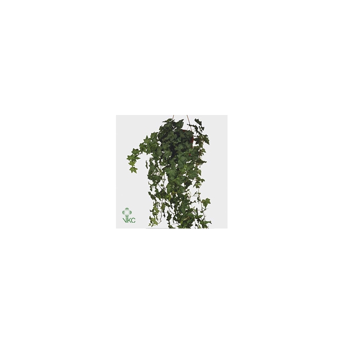 <h4>Hedera Helix Brigitte</h4>