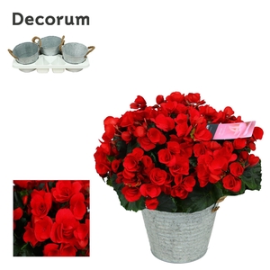 Begonia ''Betulia Rood'' Outdoor in Zink Sierpot