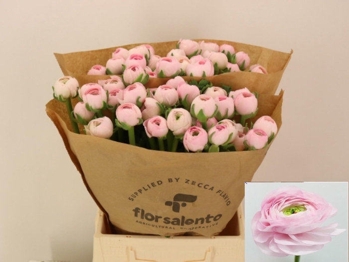 <h4>RAN SU LADY</h4>