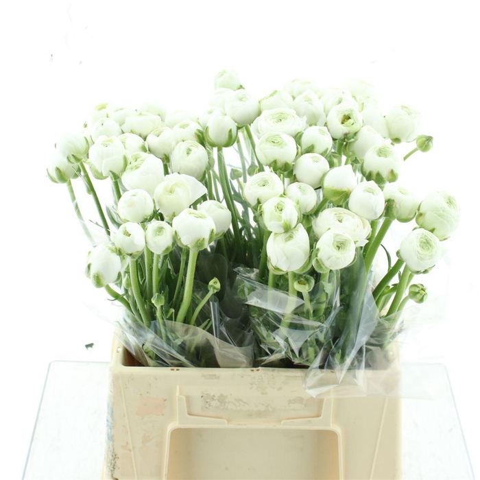 <h4>Ran Aazur White</h4>