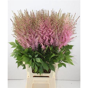 Astilbe Erika 80cm