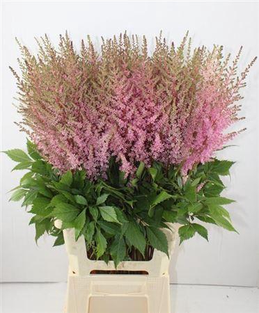 <h4>Astilbe Erika 80cm</h4>