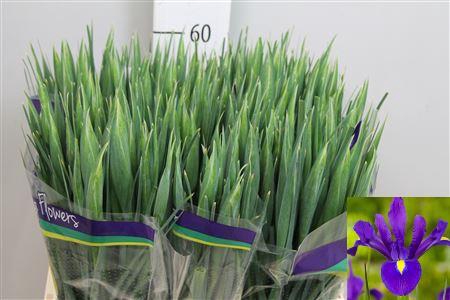 <h4>Iris Hong Kong</h4>