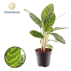 Aglaonema Legacy