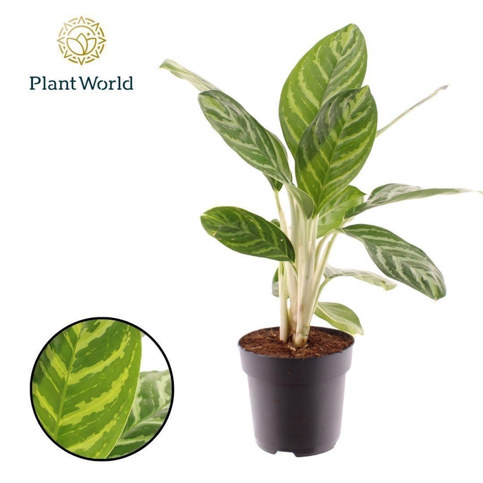 <h4>Aglaonema Legacy</h4>