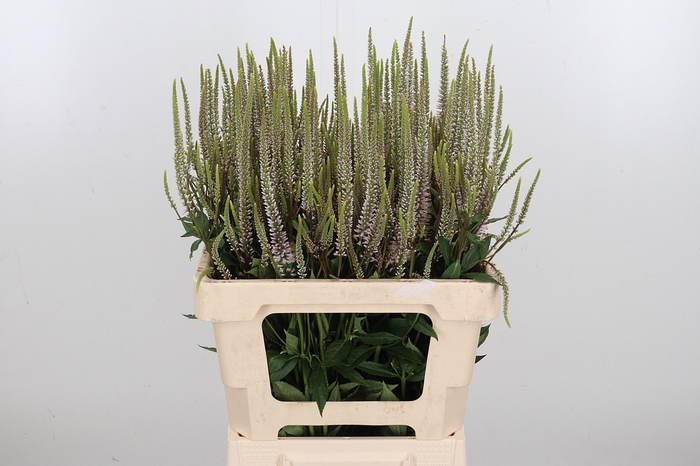 <h4>Veronica Virg Pink Beau</h4>