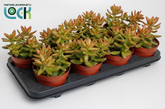 <h4>Sedum Adolphii</h4>