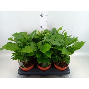 Coffea arabica