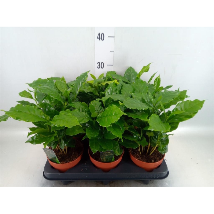 <h4>Coffea arabica</h4>