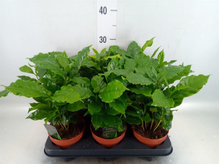 <h4>Coffea arabica</h4>