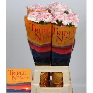 DI ST PASTEL DAMASCU