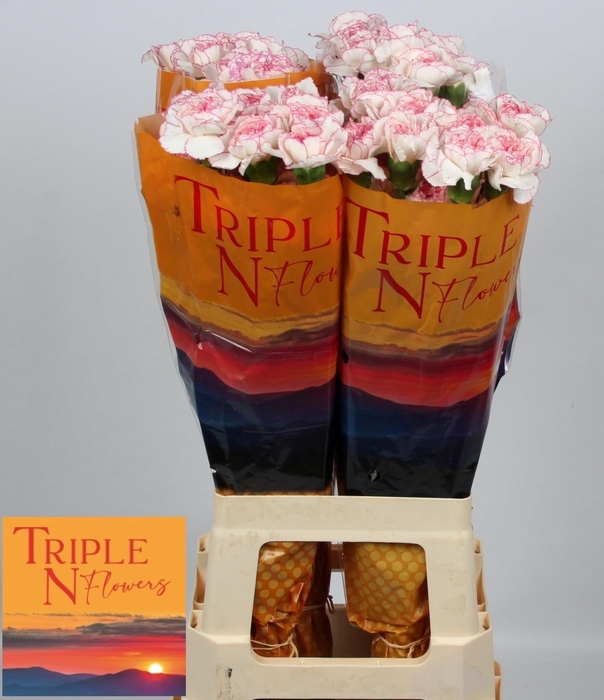 <h4>DI ST PASTEL DAMASCU</h4>