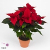 EUPHOR POINSETTIA STEM RED P19