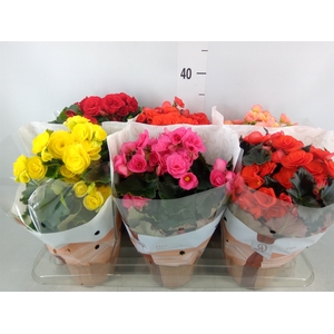 Begonia elat. DU   ...mix