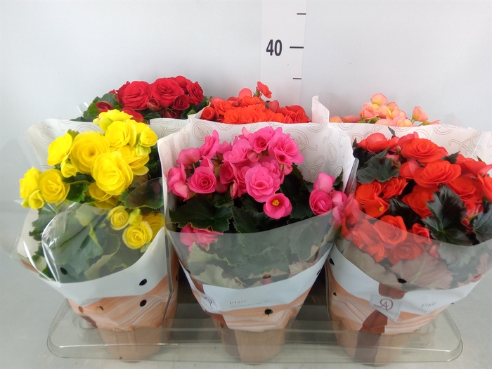 <h4>Begonia elat. DU   ...mix</h4>