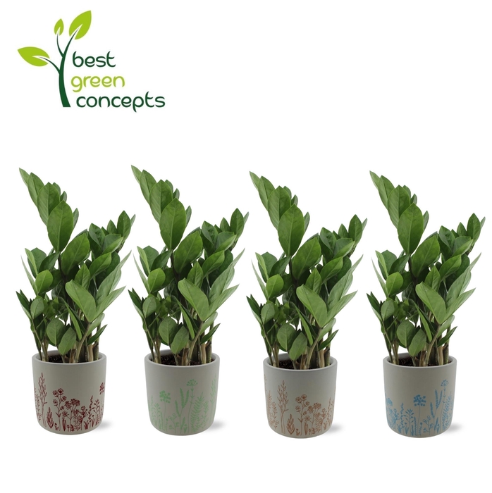 <h4>ARR ZAMIOCULCAS</h4>