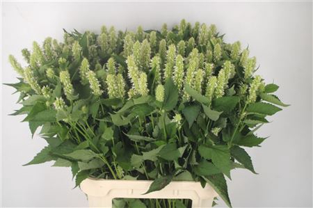 <h4>Agastache White</h4>