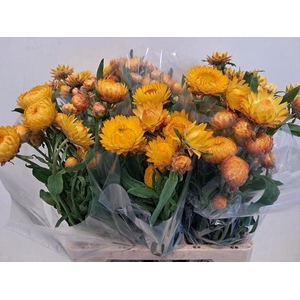 HELICHRYSUM OV GEEL