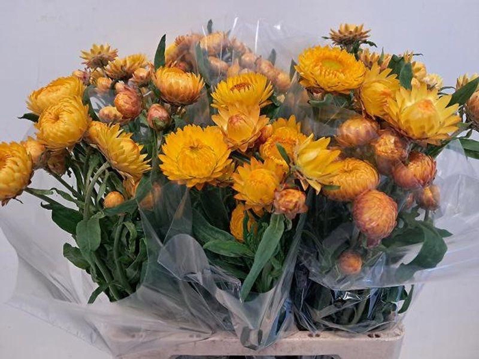 <h4>HELICHRYSUM OV GEEL</h4>