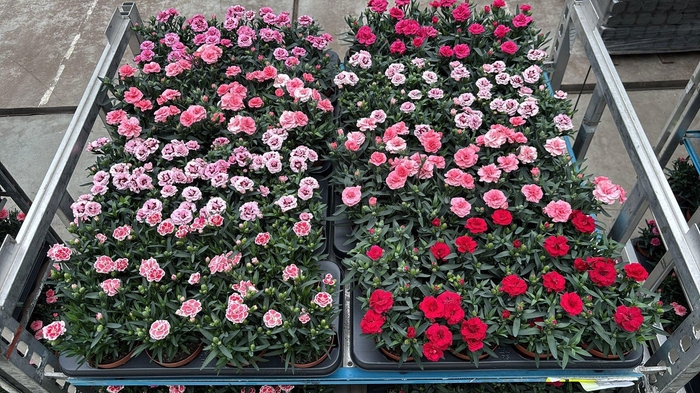 <h4>DIAN OSC GEM</h4>