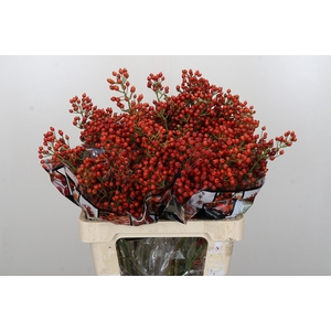 Rozenbottel Autumn Rosefruits