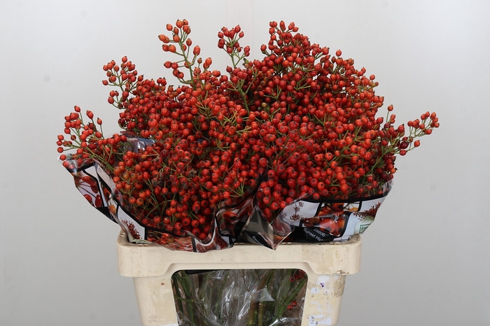 Rozenbottel Autumn Rosefruits