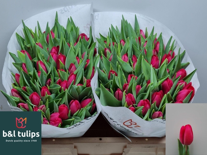 <h4>TU EN RED PENSION</h4>