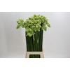 Ornithogalum Saundersiae