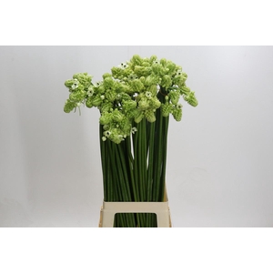 Ornithogalum Saundersiae