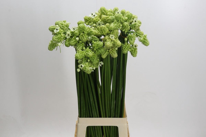 Ornithogalum Saundersiae