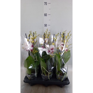Phalaenopsis multi. 'FC Safe Haven'