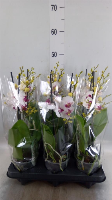 <h4>Phalaenopsis multi. 'FC Safe Haven'</h4>