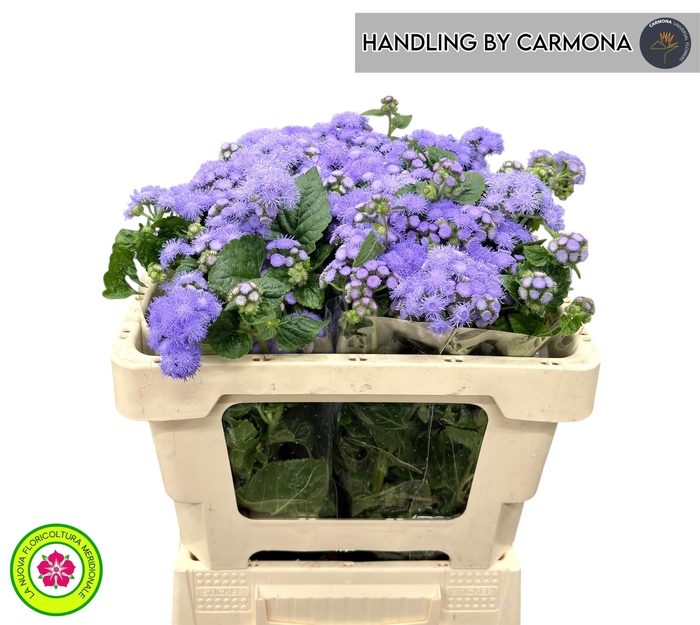 <h4>AGER H BLUE PLANET</h4>