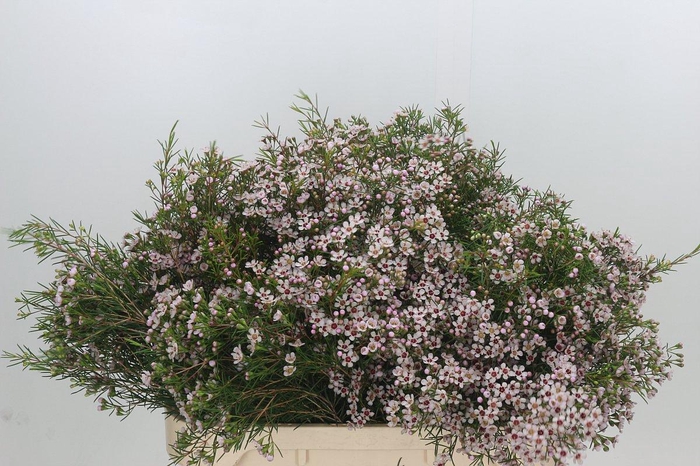 <h4>Chame un Dori</h4>