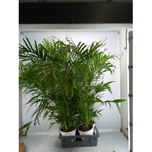 Chamaedorea cataractarum