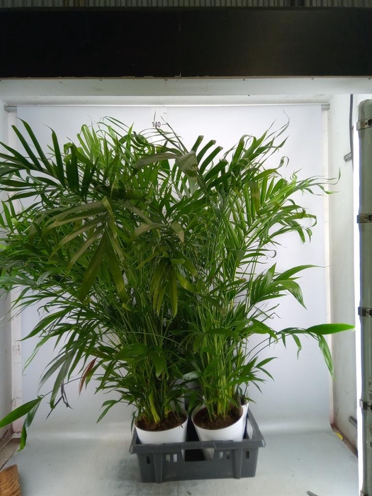 <h4>Chamaedorea cataractarum</h4>