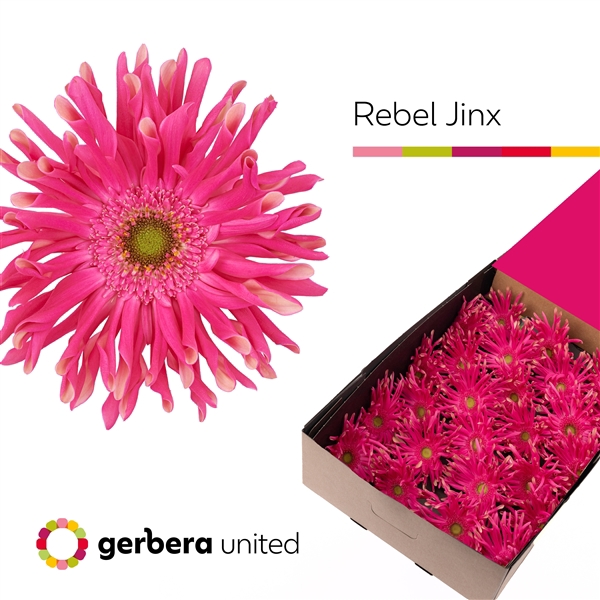<h4>Ge Gr Rebel Jinx Box United</h4>