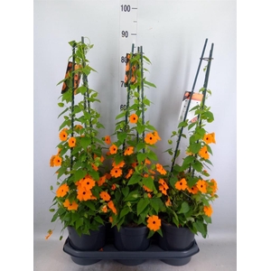 Thunbergia alata 'Orange BlackEye'
