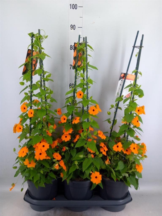 <h4>Thunbergia alata 'Orange BlackEye'</h4>