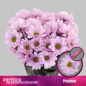 Chrysanthemum Indicum Grp tros Precious