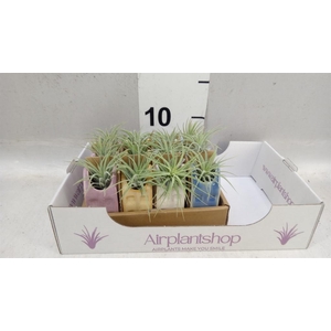 Tillandsia
