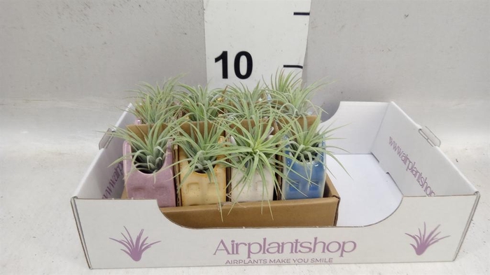 <h4>Tillandsia</h4>