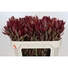 Leucadendron Jester