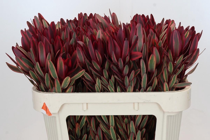 <h4>Leucadendron Jester</h4>