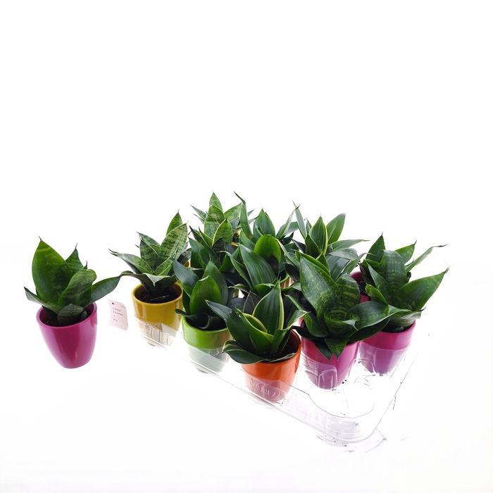 <h4>SANSEV TRIFASCIA  OV</h4>