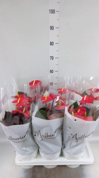 <h4>Anthurium andr. 'Coral Champion'</h4>