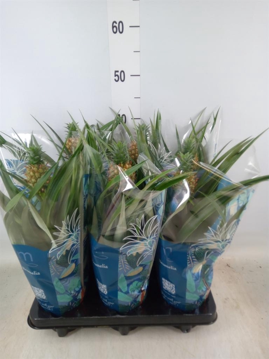 <h4>Ananas  'Mi Amigo'</h4>