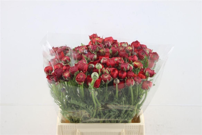 <h4>Ran El Red 42cm</h4>