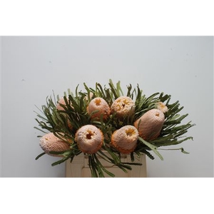 Banksia hookeriana